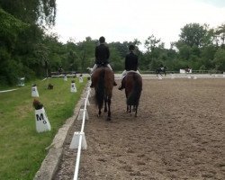 dressage horse Raschid 42 (Rhinelander, 2003, from Roh Magic)