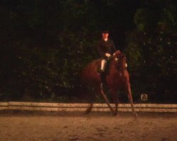 dressage horse Wyllys Free (Hanoverian, 2004, from Weltruhm)