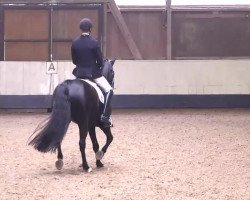 dressage horse Rasputin 511 (Württemberger, 2003, from Rubin Royal OLD)