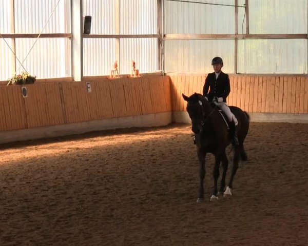 dressage horse Charly 1316 (Westphalian, 2004, from Charisma)