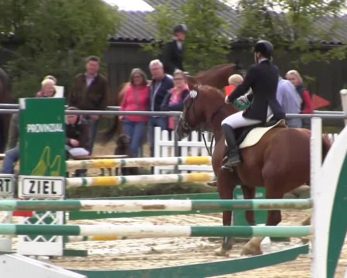 dressage horse Emilio 70 (Westphalian, 2002, from Ehrenwort)