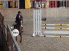 Springpferd Natos S (Deutsches Reitpony, 2004, von Top Nonstop)