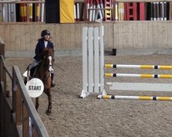 jumper Natos S (German Riding Pony, 2004, from Top Nonstop)