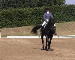 dressage horse Weltino 27 (Oldenburg, 2001, from Weltblick)