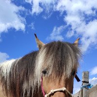 horse Karlo (Fjord Horse, 2018, from Kalino)