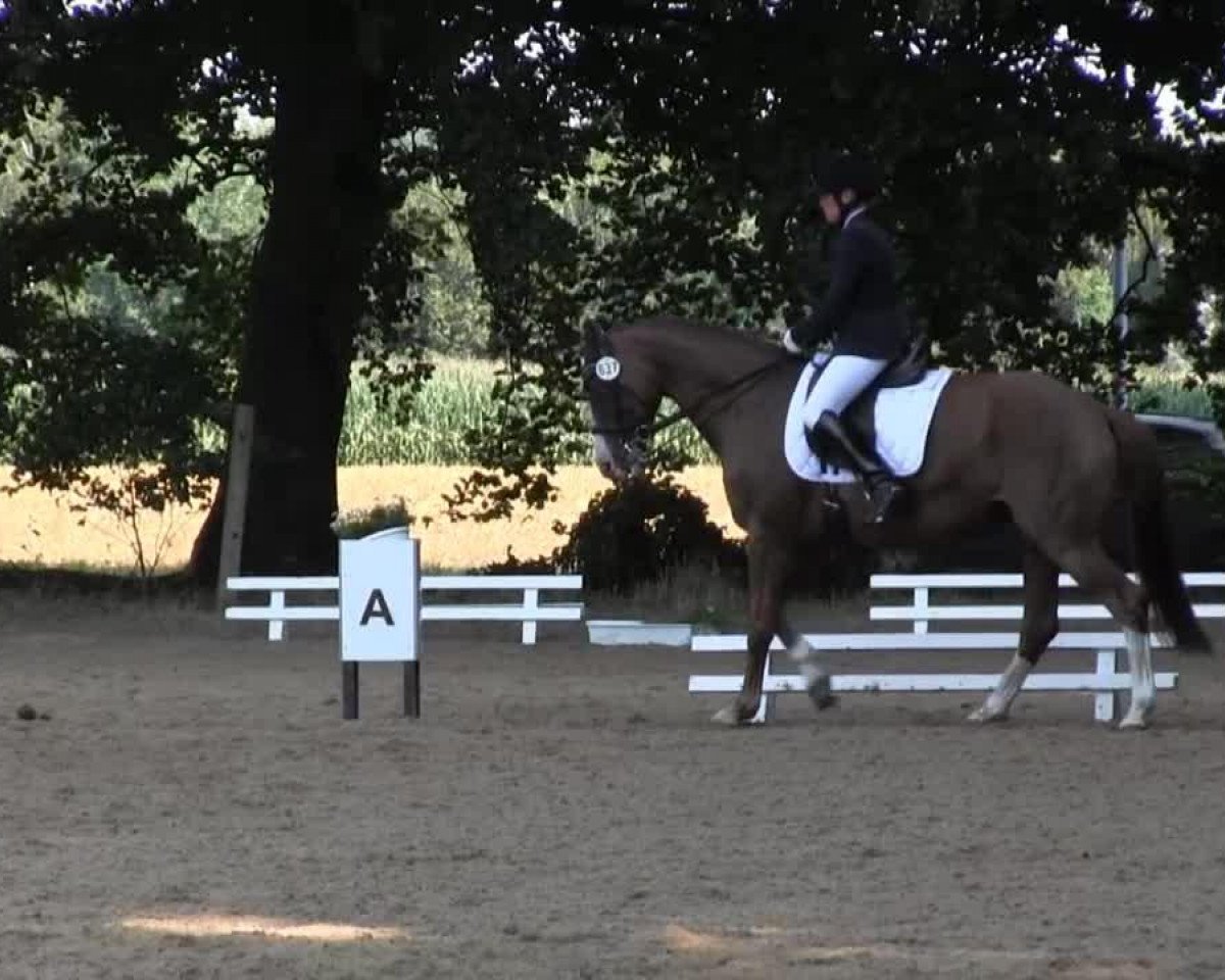dressage horse Lavinia B (Westphalian, 2005, from Laureus NRW)