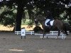 dressage horse Lavinia B (Westphalian, 2005, from Laureus NRW)