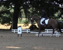 dressage horse Lavinia B (Westphalian, 2005, from Laureus NRW)