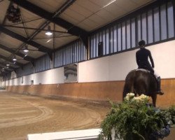 dressage horse Fabienne W (Hanoverian, 1999, from Freudentänzer)