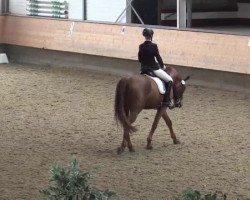 dressage horse Frederique le Grande (Westphalian, 1997, from Freudenprinz)