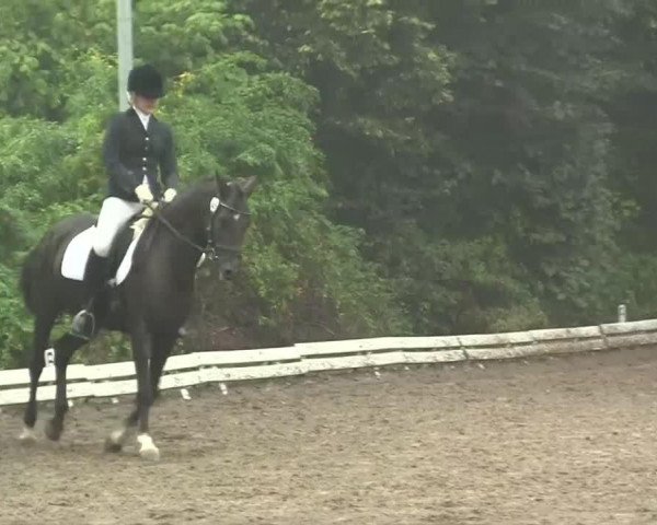 stallion Viorello (German Riding Pony, 1997, from Veneciano)