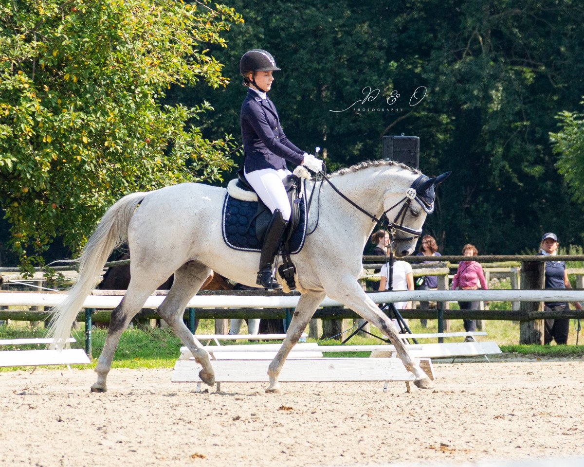 dressage horse Outstanding Highlight (Oldenburg, 2010, from Orsetto xx)