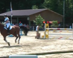 dressage horse FBI (Westphalian, 1999, from Favretto)