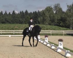 dressage horse Sir Henry 144 (Westphalian, 1999, from Sir Schölling)