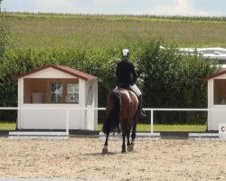 dressage horse Coltino (Westphalian, 2005, from Charming 8)