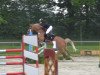 jumper Yellow Gangsta (German Riding Pony, 2005, from Donchester)