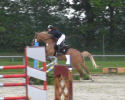 jumper Yellow Gangsta (German Riding Pony, 2005, from Donchester)