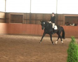 dressage horse Fendt (Westphalian, 2002, from Feinsinn)