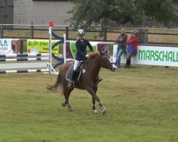 Springpferd Alinka (Deutsches Reitpony, 1992, von Pico)