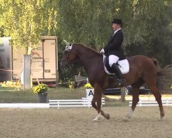 dressage horse Will Be 6 (Oldenburg, 1996, from Donnerwerther)