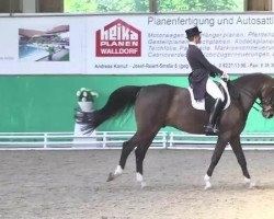 dressage horse Baudolino (Hanoverian, 1998, from Convoi)