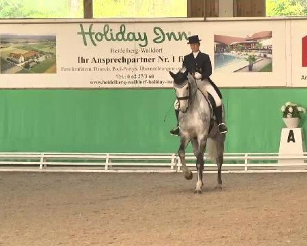 dressage horse Rico 626 (Württemberger, 2004, from Rubicell)