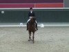 dressage horse Levin 24 (Hanoverian, 2006, from Locksley I)