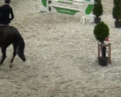 jumper Lomito (Hanoverian, 2005, from Lomitas)