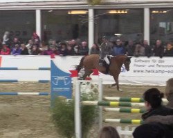 jumper Lucky Luke O (Oldenburg show jumper, 2006, from Ludwig von Bayern 168 FIN)