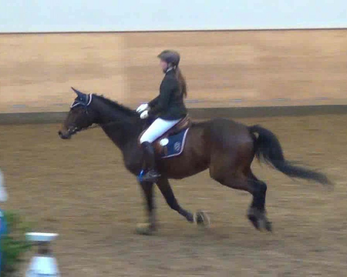 jumper Cedric 41 (Holsteiner, 2005, from Com Air I)
