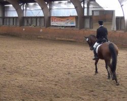 dressage horse Pascolino (Holsteiner, 2003, from Pasco)