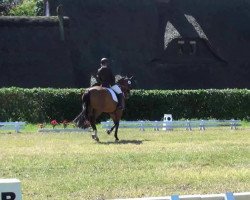 dressage horse Wie Vegas (Holsteiner, 2006, from Casiro I)