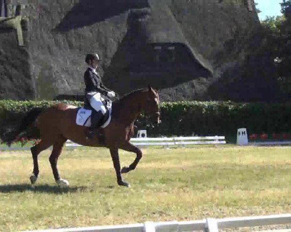 dressage horse Collin 56 (Holsteiner, 2003, from Coronado I)