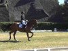 dressage horse Collin 56 (Holsteiner, 2003, from Coronado I)