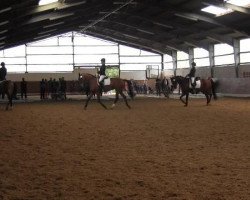 dressage horse Anytime 10 (Trakehner, 2006, from Summertime)