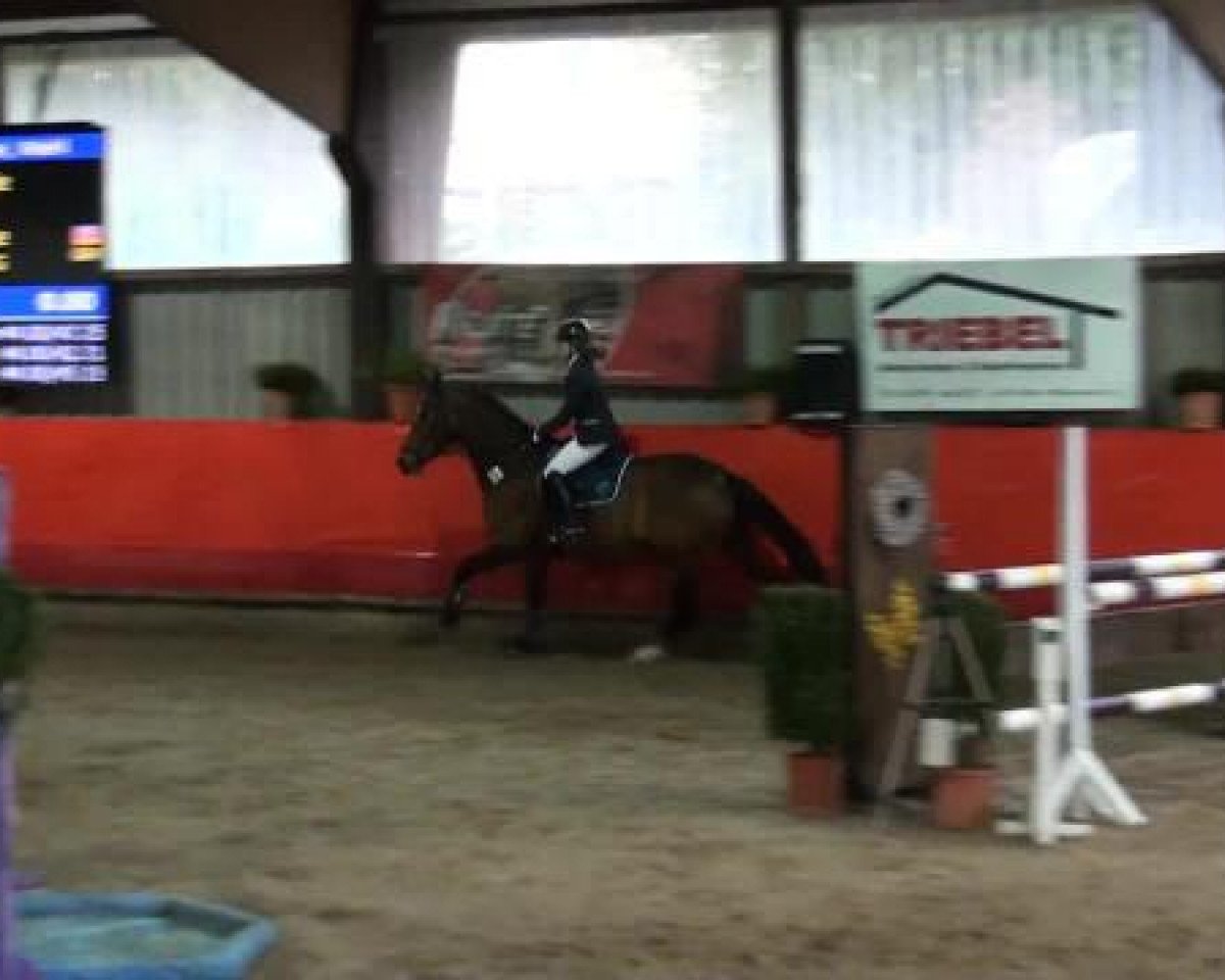jumper Little Prärie (German Sport Horse, 2003, from Luxelot)