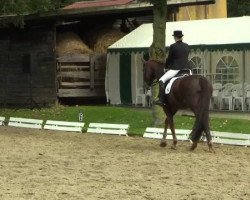 dressage horse Rubinero 7 (Westphalian, 2003, from Rubin Royal OLD)