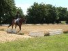 dressage horse Rooney 3 (Rhinelander, 2000, from Rheingau)