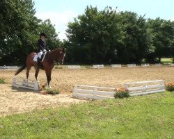 dressage horse Rooney 3 (Rhinelander, 2000, from Rheingau)