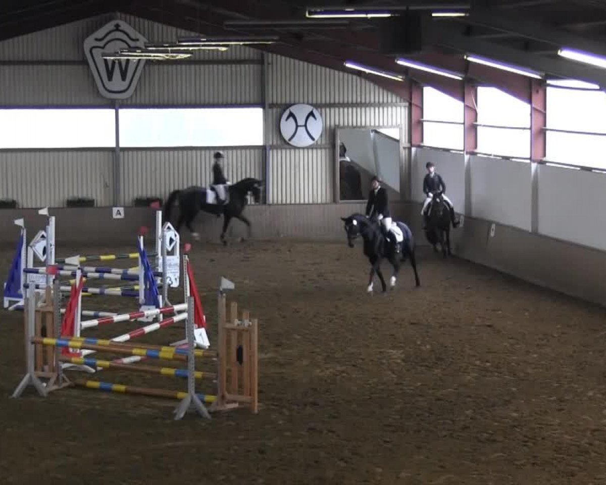 jumper Rishon-Lieu (Westphalian, 2001, from Rockwell)