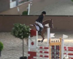 dressage horse DeeJay Primo (German Riding Pony, 2006, from Domingo)