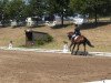 dressage horse Prince Marron (Hanoverian, 2004, from Prince Thatch xx)