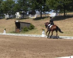 dressage horse Prince Marron (Hanoverian, 2004, from Prince Thatch xx)