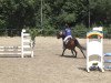 Zuchtstute Top Karentina (Deutsches Reitpony, 2004, von Top Karetino)