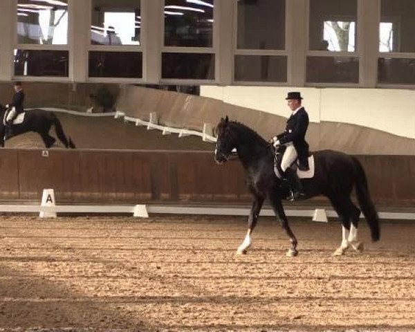 dressage horse Gentleman 222 (Rhinelander, 2001, from Goethe)