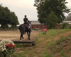 dressage horse Lenox 9 (Westphalian, 1999, from Lamoureux II)