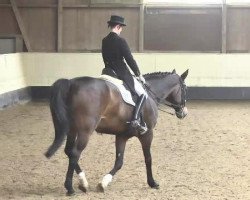 dressage horse Wiandro S. (Hanoverian, 1997, from Wesley)