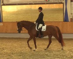 dressage horse Finesse 335 (Hanoverian, 2010, from Fürst Nymphenburg)