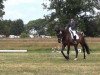 dressage horse Lucio 14 (Holsteiner, 1999, from Lansing)