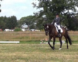 dressage horse Lucio 14 (Holsteiner, 1999, from Lansing)